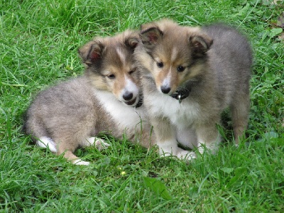 Du Monde d'Azuven - Les chiots sont vaccinés pucés