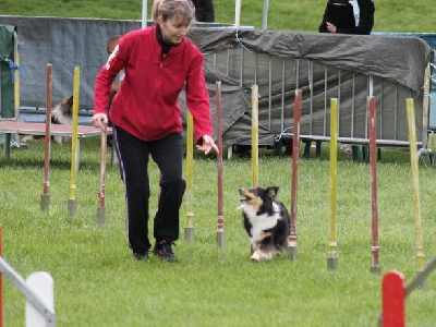 Du Monde d'Azuven - 1er concours agility pour Dypsie