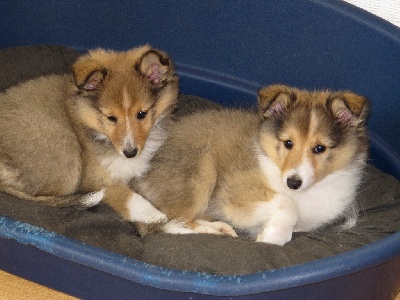 Du Monde d'Azuven - Nouvelles photos des chiots, veille du départ