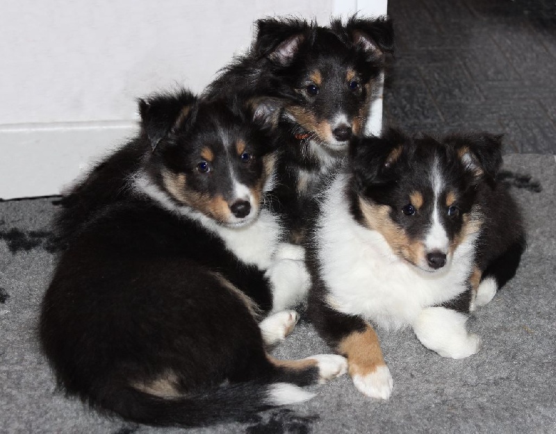 Du Monde d'Azuven - Shetland Sheepdog - Portée née le 03/10/2015