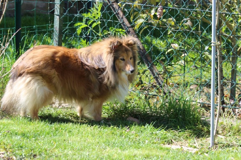 Vénus Of morgane forest