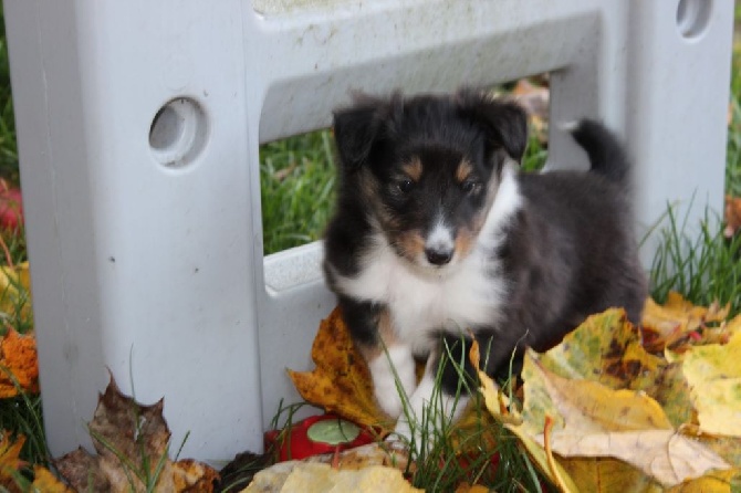Du Monde d'Azuven - A RESERVER CHIOT SHETLAND