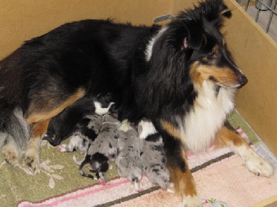 Du Monde d'Azuven - Naissance chiots Dypsie et Celtic