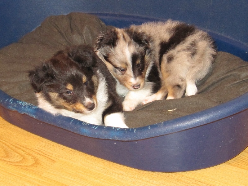 Du Monde d'Azuven - Shetland Sheepdog - Portée née le 03/12/2011