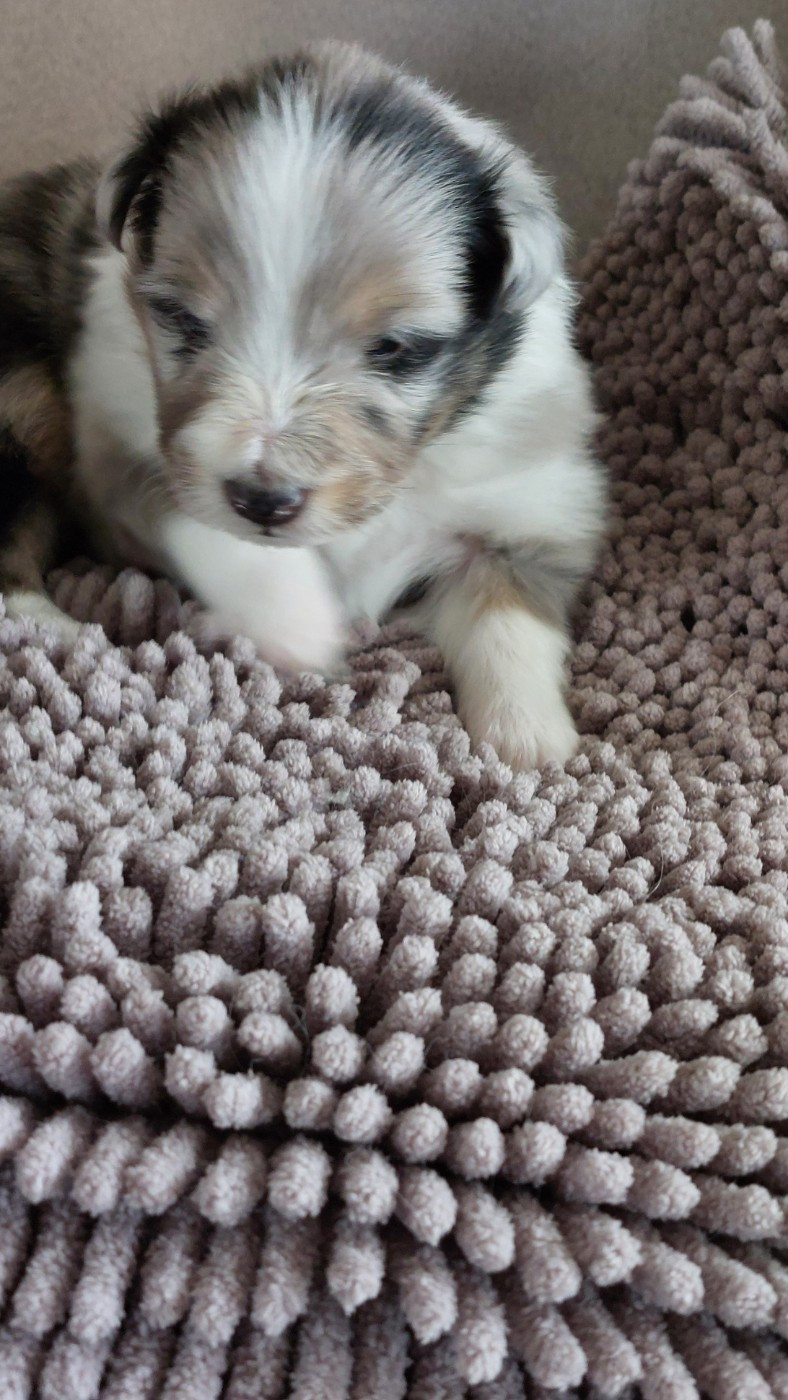 Du Monde d'Azuven - Shetland Sheepdog - Portée née le 10/01/2026