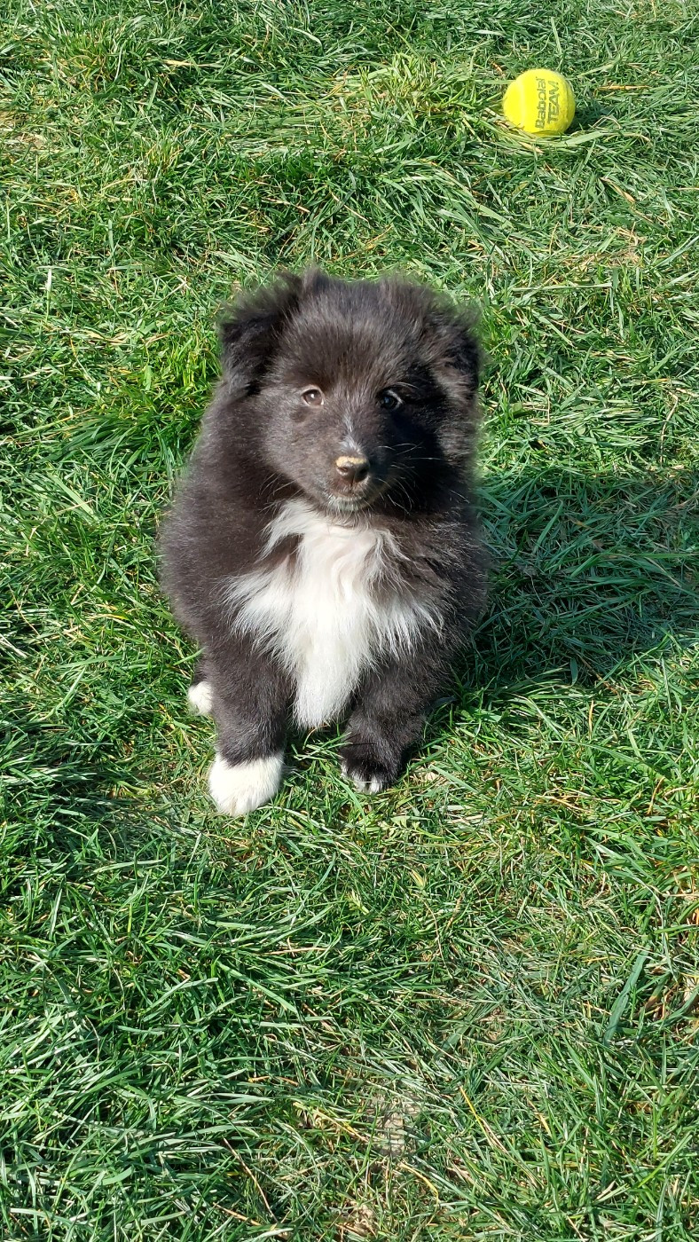Du Monde d'Azuven - Chiots disponibles - Shetland Sheepdog