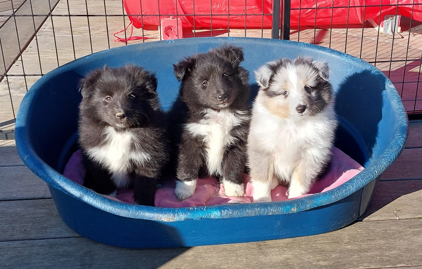 Du Monde d'Azuven - Shetland Sheepdog - Portée née le 10/01/2026