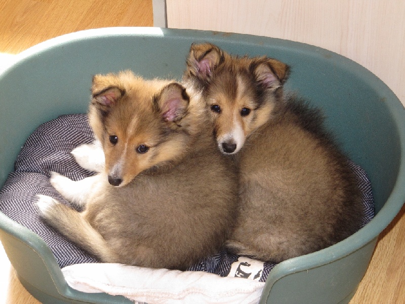 Du Monde d'Azuven - Shetland Sheepdog - Portée née le 10/06/2011